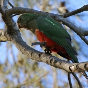 Alisterus scapularis at Macarthur, ACT - 11 Jun 2022