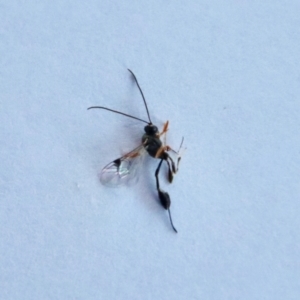 Ichneumonidae (family) at Hughes, ACT - suppressed