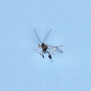 Ichneumonidae (family) at Hughes, ACT - suppressed