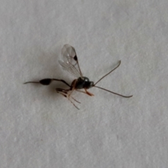 Ichneumonidae (family) at Hughes, ACT - suppressed