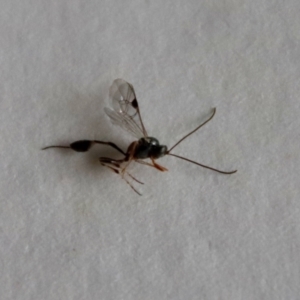 Ichneumonidae (family) at Hughes, ACT - 3 Jun 2022