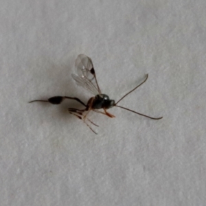 Ichneumonidae (family) at Hughes, ACT - suppressed