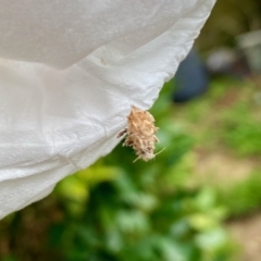 Ichneumonidae (family) at Hughes, ACT - suppressed