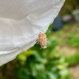 Ichneumonidae (family) at Hughes, ACT - suppressed