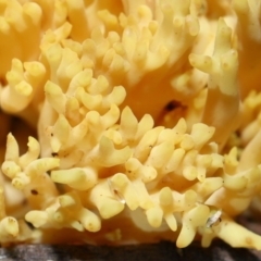 Ramaria sp. (A Coral fungus) at Acton, ACT - 10 Jun 2022 by TimL