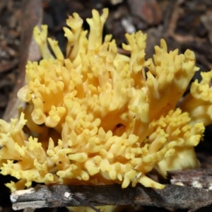 Ramaria sp. (genus) at Acton, ACT - 10 Jun 2022 12:02 PM