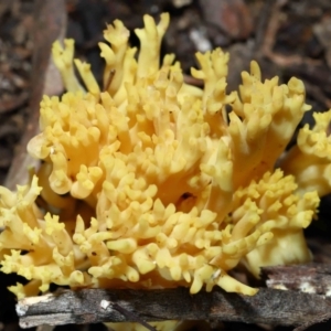 Ramaria sp. at Acton, ACT - 10 Jun 2022