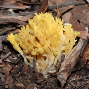 Ramaria sp. at Acton, ACT - 10 Jun 2022