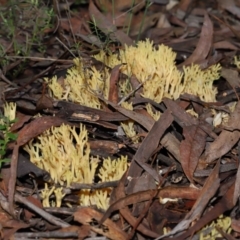 Ramaria sp. at Acton, ACT - 10 Jun 2022