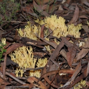 Ramaria sp. (genus) at Acton, ACT - 10 Jun 2022 12:02 PM