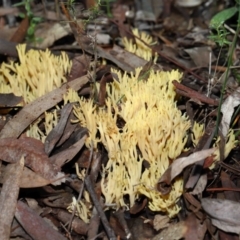 Ramaria sp. at Acton, ACT - 10 Jun 2022