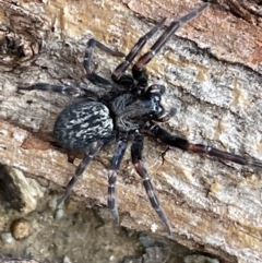 Badumna sp. (genus) (Lattice-web spider) at Jerrabomberra, NSW - 11 Jun 2022 by Mavis