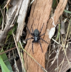Badumna (genus) at Jerrabomberra, NSW - 12 Jun 2022 09:47 AM