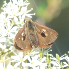 Timoconia flammeata at Paddys River, ACT - 13 Feb 2022 05:18 PM