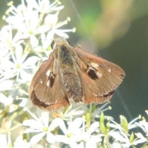 Timoconia flammeata at Paddys River, ACT - 13 Feb 2022