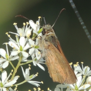 Timoconia flammeata at Paddys River, ACT - 13 Feb 2022 05:18 PM