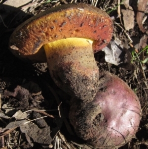 zz bolete at Latham, ACT - 20 Apr 2022