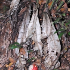 Amanita muscaria (Fly Agaric) at Acton, ACT - 12 Jun 2022 by TimL