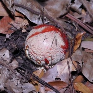 Amanita muscaria at Acton, ACT - 12 Jun 2022