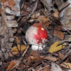 Amanita muscaria at Acton, ACT - 12 Jun 2022