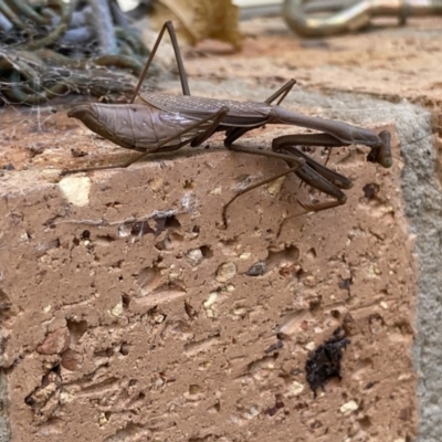 Archimantis sp. (genus) (Large Brown Mantis) at Theodore, ACT - 12 Jun 2022 by Cardy