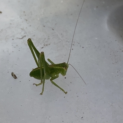 Caedicia simplex (Common Garden Katydid) at Theodore, ACT - 11 Jun 2022 by Cardy