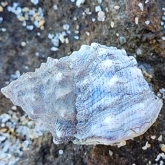 Unidentified Sea Snail or Limpet (Gastropoda) at Dolphin Point, NSW - 12 Jun 2022 by trevorpreston