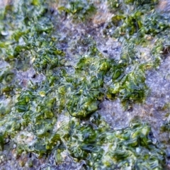 Unidentified Marine Alga & Seaweed at Dolphin Point, NSW - 12 Jun 2022 by trevorpreston