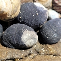 Nerita melanotragus at Dolphin Point, NSW - 12 Jun 2022 by trevorpreston