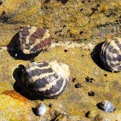 Unidentified Sea Snail or Limpet (Gastropoda) at Dolphin Point, NSW - 12 Jun 2022 by trevorpreston