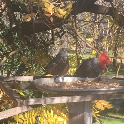 Callocephalon fimbriatum (Gang-gang Cockatoo) at Garran, ACT - 12 Jun 2022 by Molly