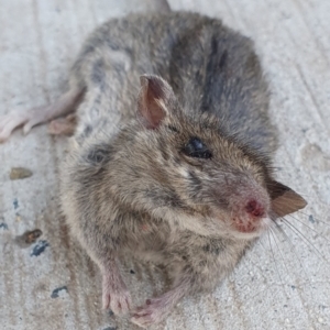 Mus musculus at Gundaroo, NSW - 12 Jun 2022 02:25 PM