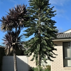 Unidentified Other Tree at Gungahlin, ACT - 12 Jun 2022 by TrishGungahlin