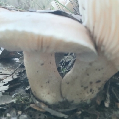 zz agaric (stem; gills white/cream) at Gundaroo, NSW - 11 Jun 2022 by Gunyijan