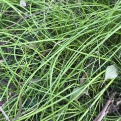 Unverified Other Fresh Water Plant at Bowral, NSW - 12 Jun 2022 by JESH