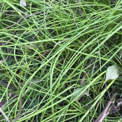 Unverified Other Fresh Water Plant at Bowral, NSW - 12 Jun 2022 by JESH