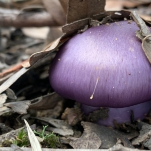 zz agaric (stem; gills not white/cream) at Nanima, NSW - 12 Jun 2022