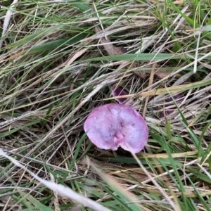 zz agaric (stem; gills not white/cream) at Nanima, NSW - 12 Jun 2022 03:56 PM