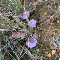 zz agaric (stem; gills not white/cream) at Nanima, NSW - 12 Jun 2022 03:56 PM