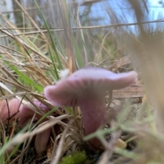 zz agaric (stem; gills not white/cream) at Nanima, NSW - 12 Jun 2022