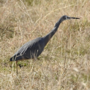 Egretta novaehollandiae at Stromlo, ACT - 12 Jun 2022