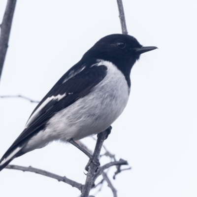 Melanodryas cucullata cucullata (Hooded Robin) at Coree, ACT - 11 Jun 2022 by patrickcox