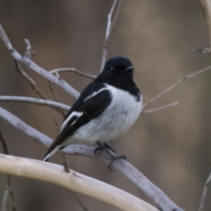 Melanodryas cucullata at Coree, ACT - 12 Jun 2022