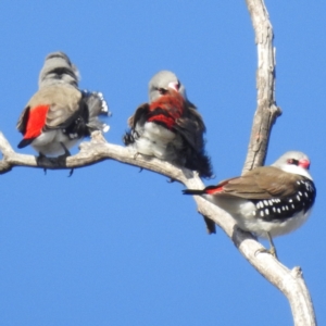 Stagonopleura guttata at Stromlo, ACT - 12 Jun 2022