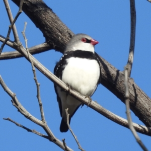 Stagonopleura guttata at Stromlo, ACT - 12 Jun 2022