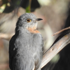Cacomantis flabelliformis (Fan-tailed Cuckoo) at Stromlo, ACT - 12 Jun 2022 by HelenCross