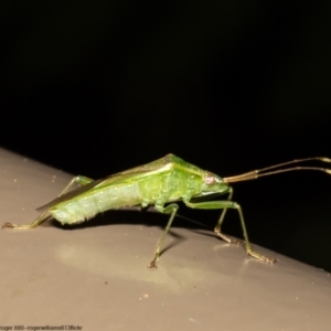 Amblypelta nitida at Acton, ACT - 10 Jun 2022