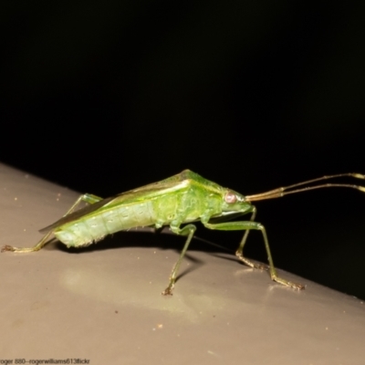 Amblypelta nitida (Fruit-spotting bug) at ANBG - 10 Jun 2022 by Roger