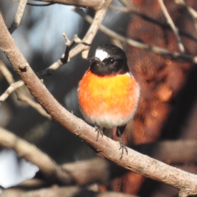 Petroica boodang (Scarlet Robin) at Stromlo, ACT - 12 Jun 2022 by HelenCross