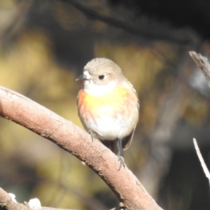 Petroica boodang at Stromlo, ACT - 12 Jun 2022